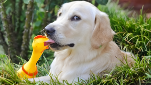 Choosing the Best Toys for Your Pets