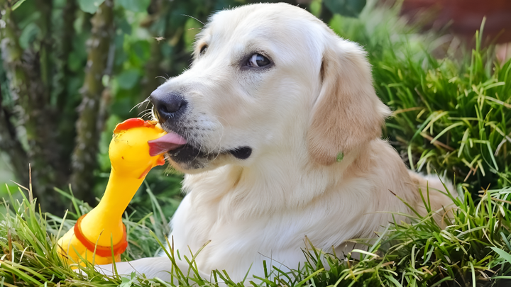 Choosing the Best Toys for Your Pets