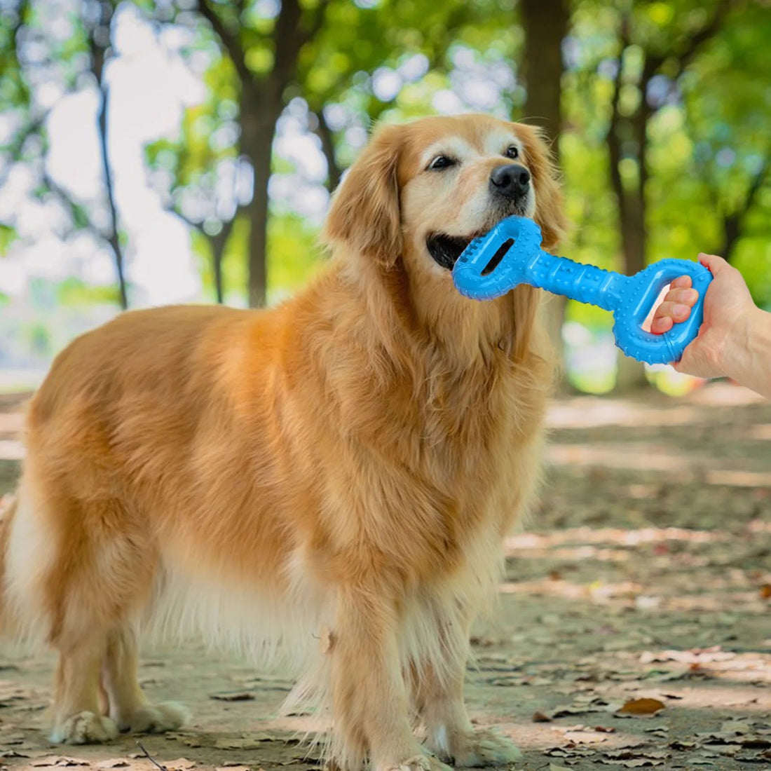 Pet Bone Chew Toy Long Lasting Interactive Teething