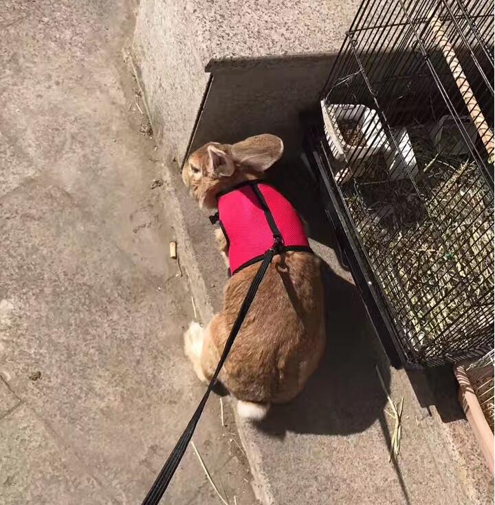 Small Pet Leash For Secure Walking Control