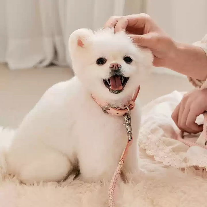 Leather Pet Collar With Handheld Rope Leash For Small Medium Pets