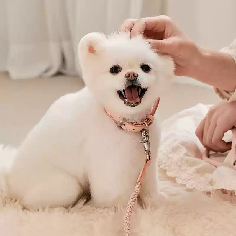 Leather Pet Collar With Handheld Rope Leash For Small Medium Pets