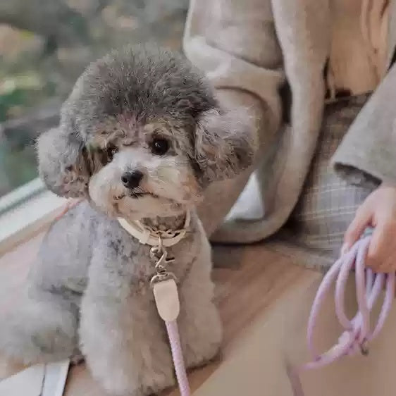 Leather Pet Collar With Handheld Rope Leash For Small Medium Pets