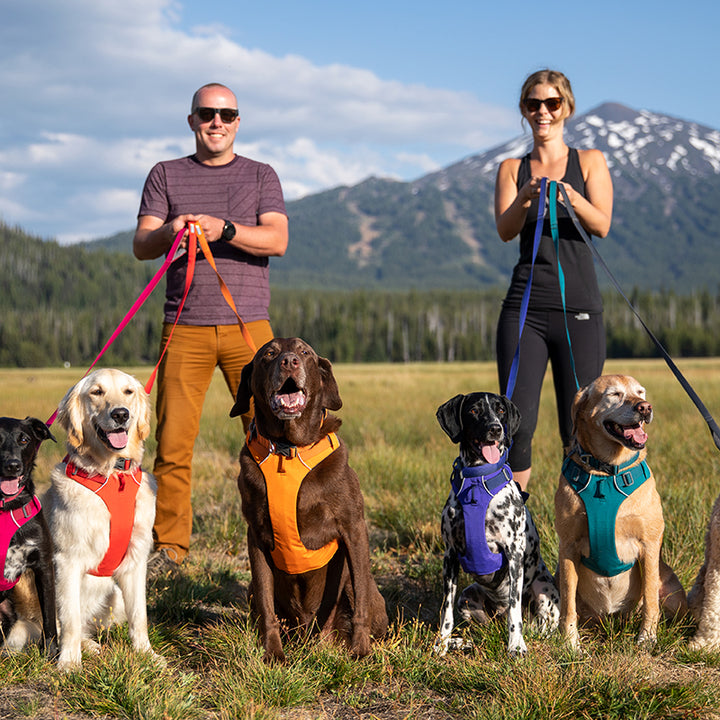 Chest Back Pet Leash For Secure Walking Support